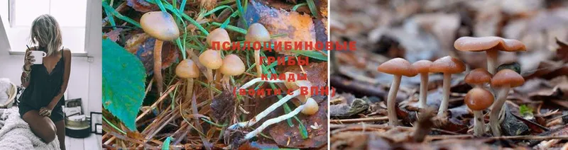 где продают   Крымск  Галлюциногенные грибы MAGIC MUSHROOMS 