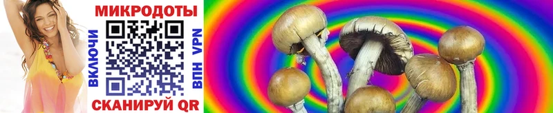 Псилоцибиновые грибы Psilocybe  Крымск 